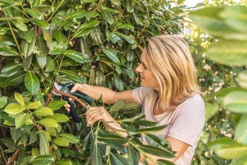 BOSCH aku škare za grane EasyPrune
